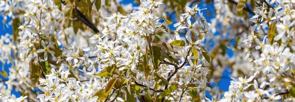 Zahlreiche weiße Blüten einer Felsenbirne vor blauem Himmel.